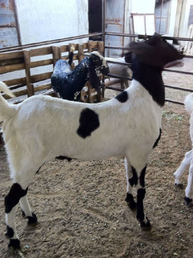 Cow Mandi in karachi Sohrab goth Malir Halt - Rawalpindi