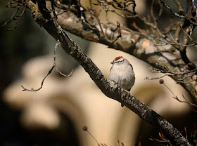 Chipping SParrow