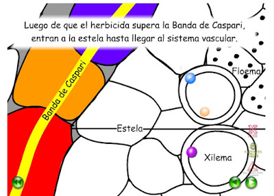 http://passel.unl.edu/pages/animation.php?a=AbsorcionRadical.swf&b=1130281908