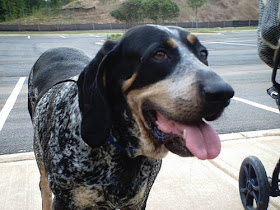 Funny Bluetick Coonhound