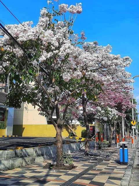 Bunga Tabebuya
