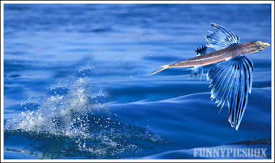 Flying Fishes 3
