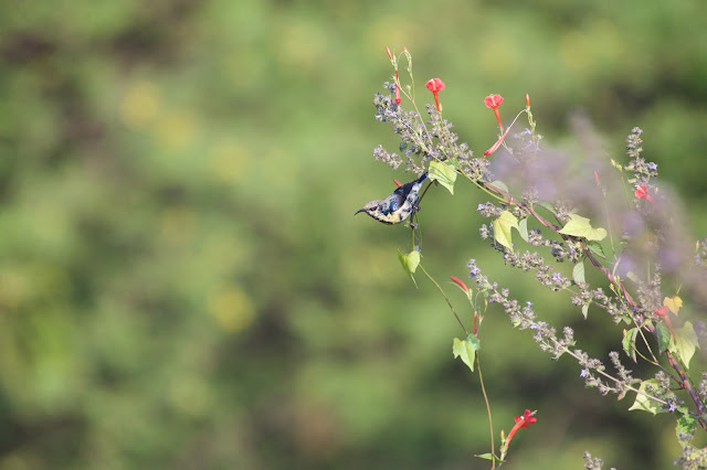 Purple Sunbird  छोटा शक्कर खोरा, फूल सुँघनी, थुन-थुनी (Cinnyris asiaticus) Sanjivini Nagar, Jabalpur