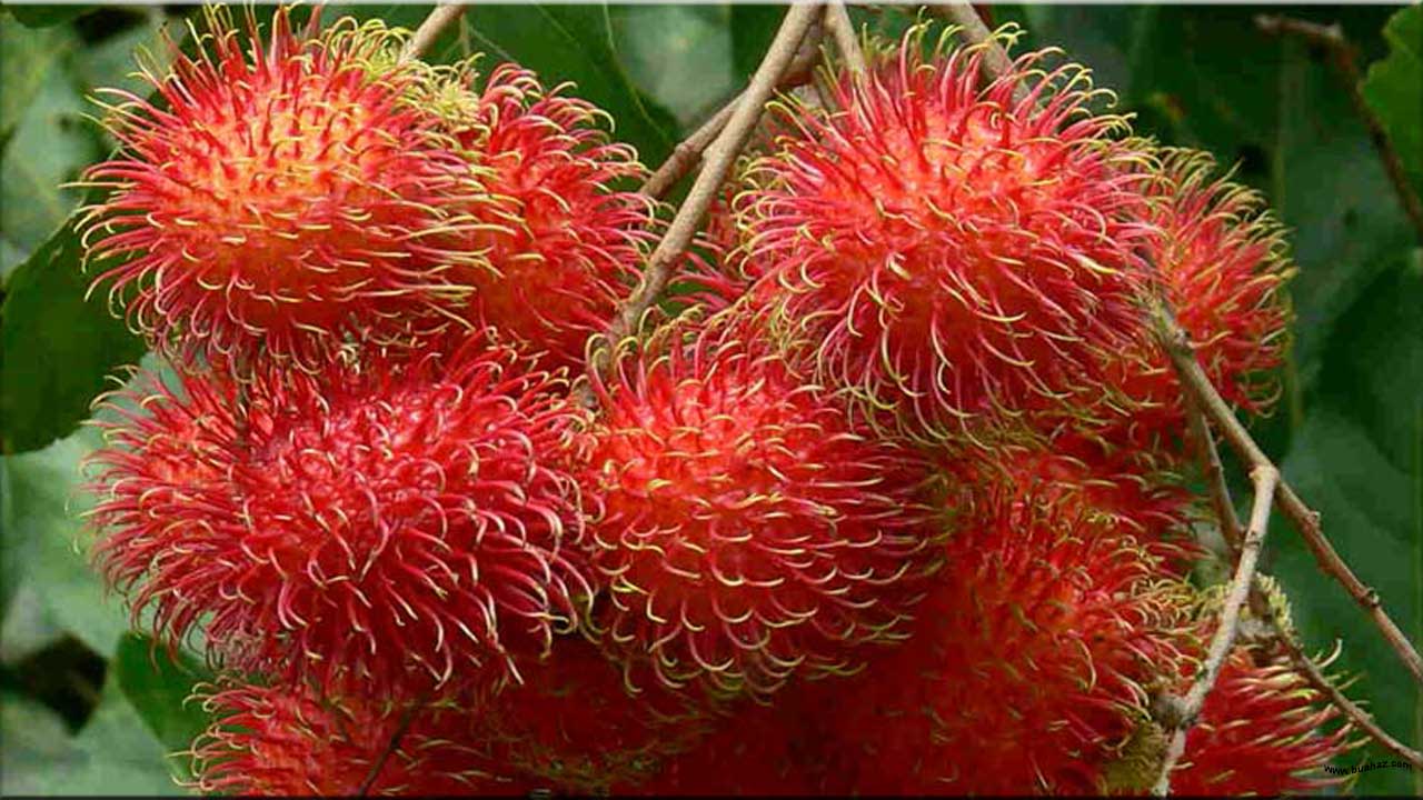 Nih Nama  Buah  Buahan Dalam  Bahasa  Arab  Bermanfaat Buah 