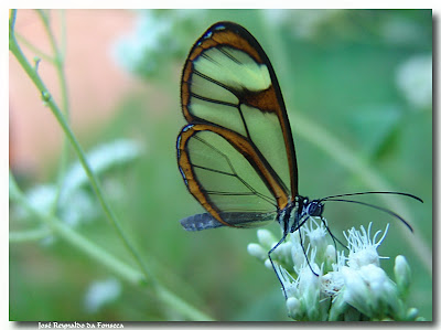 Transparent Butterfly Pictures