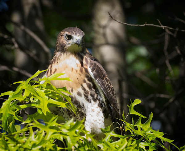 Tompkins Square red-tail fledgling 09