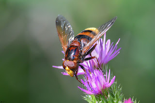 mosca-de-las-flores-volucella-zonaria-macho-