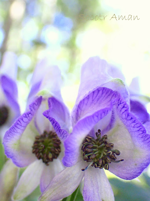 Aconitum japonicum