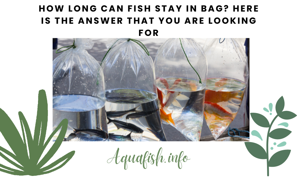 How Long Can Fish Stay in Bag? Here is the Answer that You Are Looking For