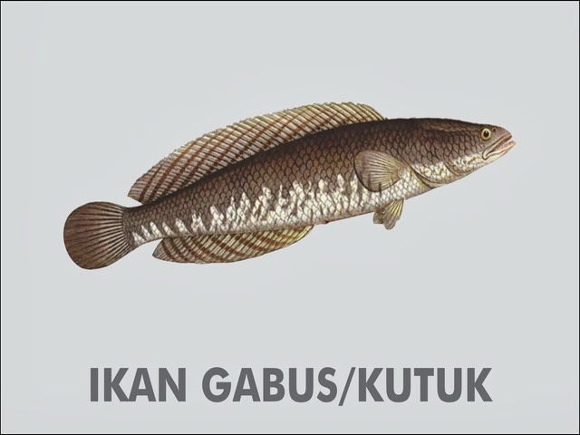  Sketsa  Gambar Ikan  Gurame 