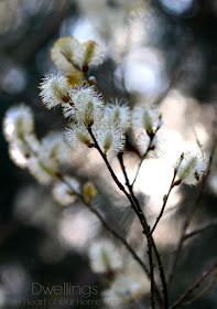 Spring Pussy Willow Blossoms