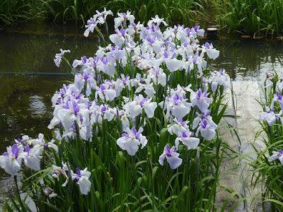 山田池公園 花しょうぶ園