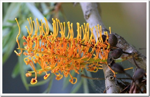 130517_Grevillea-robusta-F 14th_31