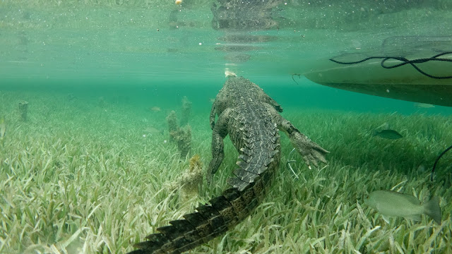 No cage crocodile diving