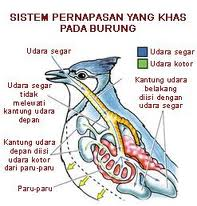  ALAT  PERNAPASAN PADA HEWAN  asa generasiku