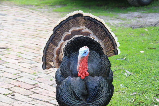 Panorama Garden Estate, Belvedere the Turkey