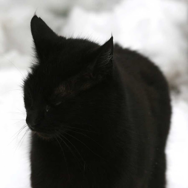 a black cat in the snow photo