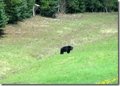 1st. Black Bear  Alaska Hwy.