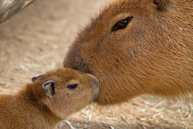 rules of life capybaras