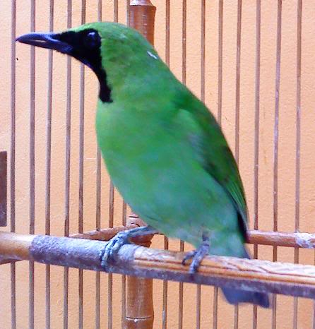 burung cucak hijau burung cucak ijo adalah salah satu b