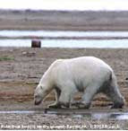 Polar bears threatened by thaw across the Arctic