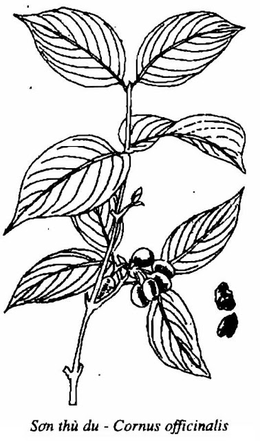 HÌNH VẼ SƠN THÙ DU - Cornus officinalis - Nguyên liệu làm Thuốc Bổ, Thuốc Bồi Dưỡng