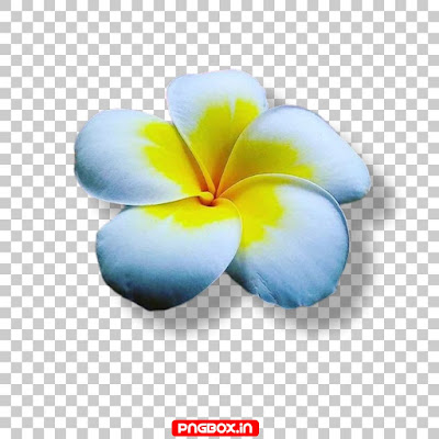 Flower PNG download