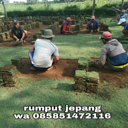 Rumput jepang