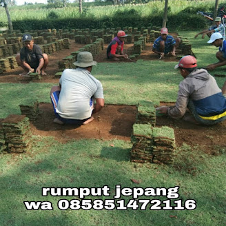 Rumput jepang