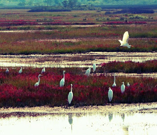 Gambar burung bangau