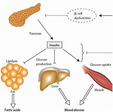 FUNGSI INSULIN