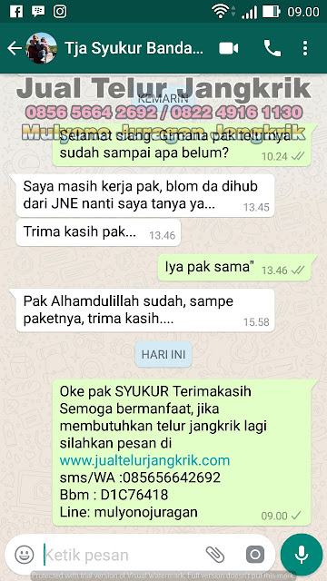 budidaya jangkrik, cara beternak jangkrik, cara budidaya jangkrik, cara ternak jangkrik, jual telur jangkrik, ternak jangkrik