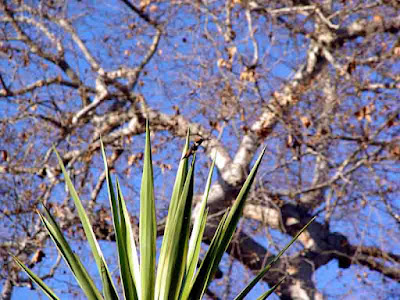 Somewhere in this picture is a Hummingbird  Can YOU find Waldo?