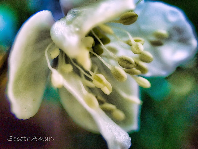 Anemone flaccida