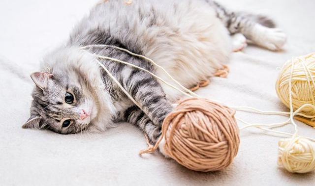 Cara Membuat Mainan Interaktif untuk Kucing Kampung