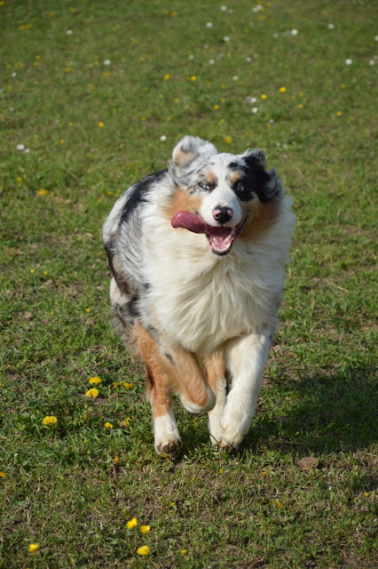 Top Things To Know Before Getting An Australian Shepherd
