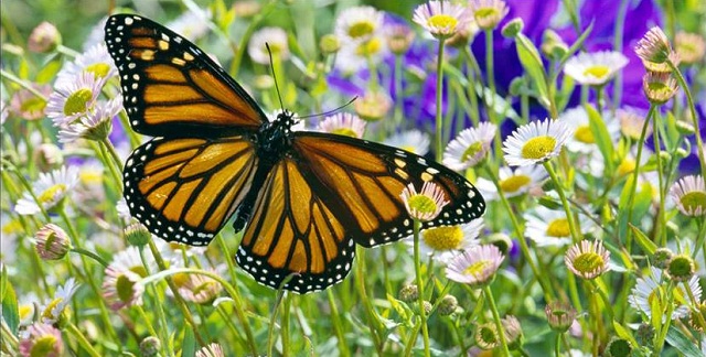 Monarch Butterfly in a Daisy Field