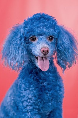 Funny Dog Blue poodle Photo Gallery