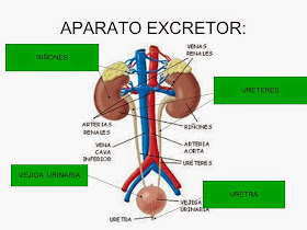 Resultado de imagen de ESQUEMA aparato excretor 3Âº PRIMARIA