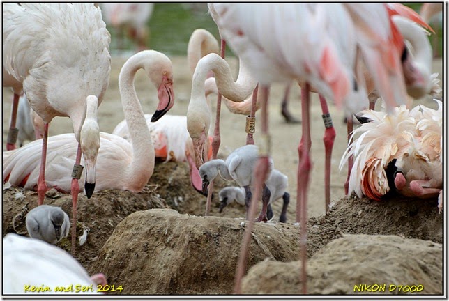 Slimbridge WWT