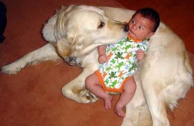Dog Protection