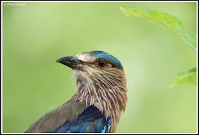 Indian Roller at TATR