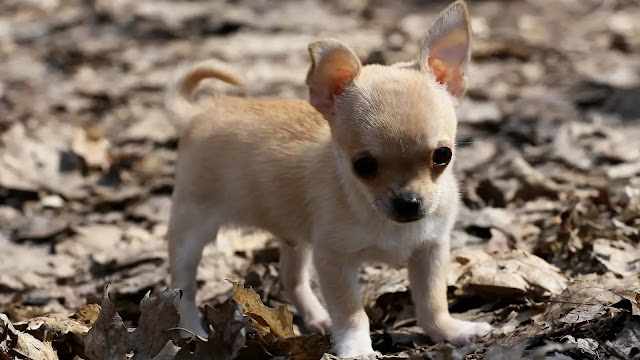 Chihuahua