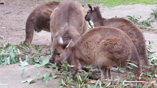 Kangaroos