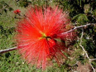 Caliandra vermelha-uma flor frágil