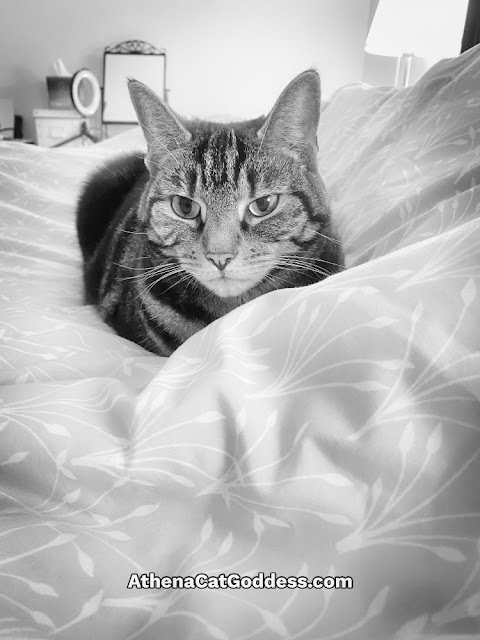 tabby cat sat on duvet black and white