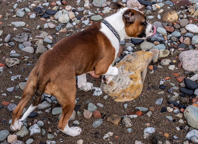 Photo of Ruby who seems to think she's a pointer 😊