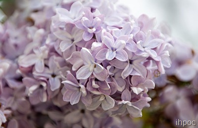 IMG_1270 copy
