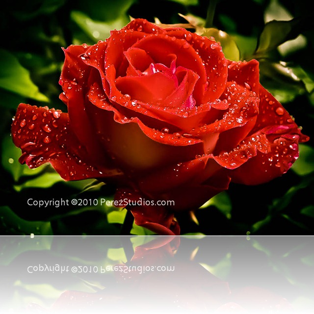 Rose, Rain Drops, Red, Winchester Mystery House, San Jose