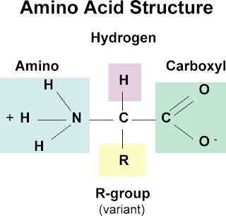 Asam amino adalah zat organik yang mengandung gugus amino 